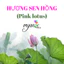 HƯƠNG HOA SEN HỒNG (PINK LOTUS )