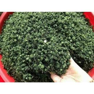 500g Nụ Hoa Tam Thất Khô Sấy Lạnh (Đóng Túi Zip Cứng)