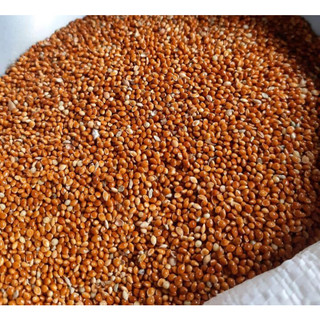 Hạt Kê Đỏ To Sạch Bao 25kg - Thức Ăn Bổ Dưỡng Cho Vẹt/Yến Phụng/Chim Cảnh/Hamster, Không Tạp Chất