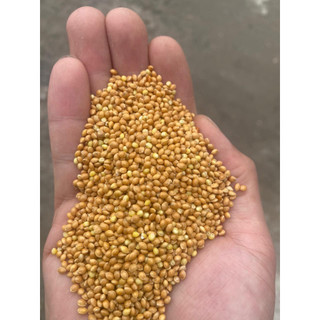 Hạt Kê Đỏ To Sạch Bao 25kg - Thức Ăn Bổ Dưỡng Cho Vẹt/Yến Phụng/Chim Cảnh/Hamster, Không Tạp Chất