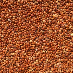 Hạt Kê Đỏ To Sạch Bao 25kg - Thức Ăn Bổ Dưỡng Cho Vẹt/Yến Phụng/Chim Cảnh/Hamster, Không Tạp Chất