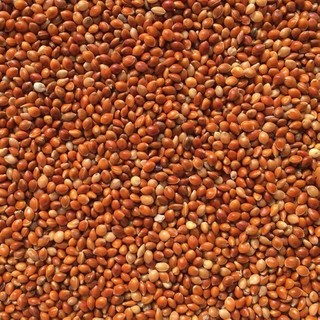 Hạt Kê Đỏ To Sạch Bao 25kg - Thức Ăn Bổ Dưỡng Cho Vẹt/Yến Phụng/Chim Cảnh/Hamster, Không Tạp Chất