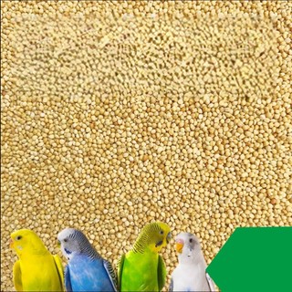 [1Kg] Kê Vàng Sạch, Chắc  – Thức Ăn Bổ Dưỡng Cho Hamster, Vẹt, Yến Hót, Yến Phụng, Lovebird, Sẻ Nhật