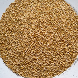 [1Kg] Kê Vàng Sạch, Chắc  – Thức Ăn Bổ Dưỡng Cho Hamster, Vẹt, Yến Hót, Yến Phụng, Lovebird, Sẻ Nhật