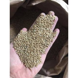 Hạt Láng Cho Chim Cảnh 500g/1kg - Dinh Dưỡng Cho Vẹt/Bồ Câu/Chào Mào/Yến Phụng, Giúp Lông Mượt