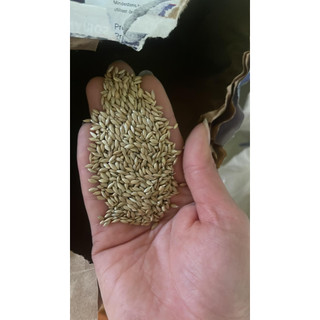 Hạt Láng Cho Chim Cảnh 500g/1kg - Dinh Dưỡng Cho Vẹt/Bồ Câu/Chào Mào/Yến Phụng, Giúp Lông Mượt