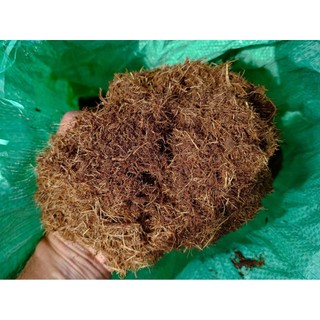 Mụn Dừa Bến Tre Mekong 52×84 Xả Chát Mươn Cây Giống Nguyên Liệu Phối Trộn