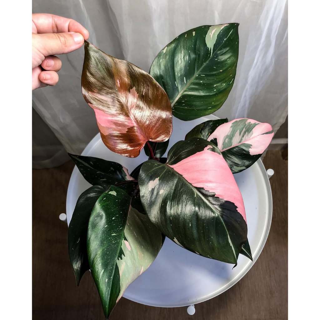 Philodendron Red Adanson FREESHIP Trầu Bà Lá Lỗ Đỏ Độc Lạ, Sang Trọng ...