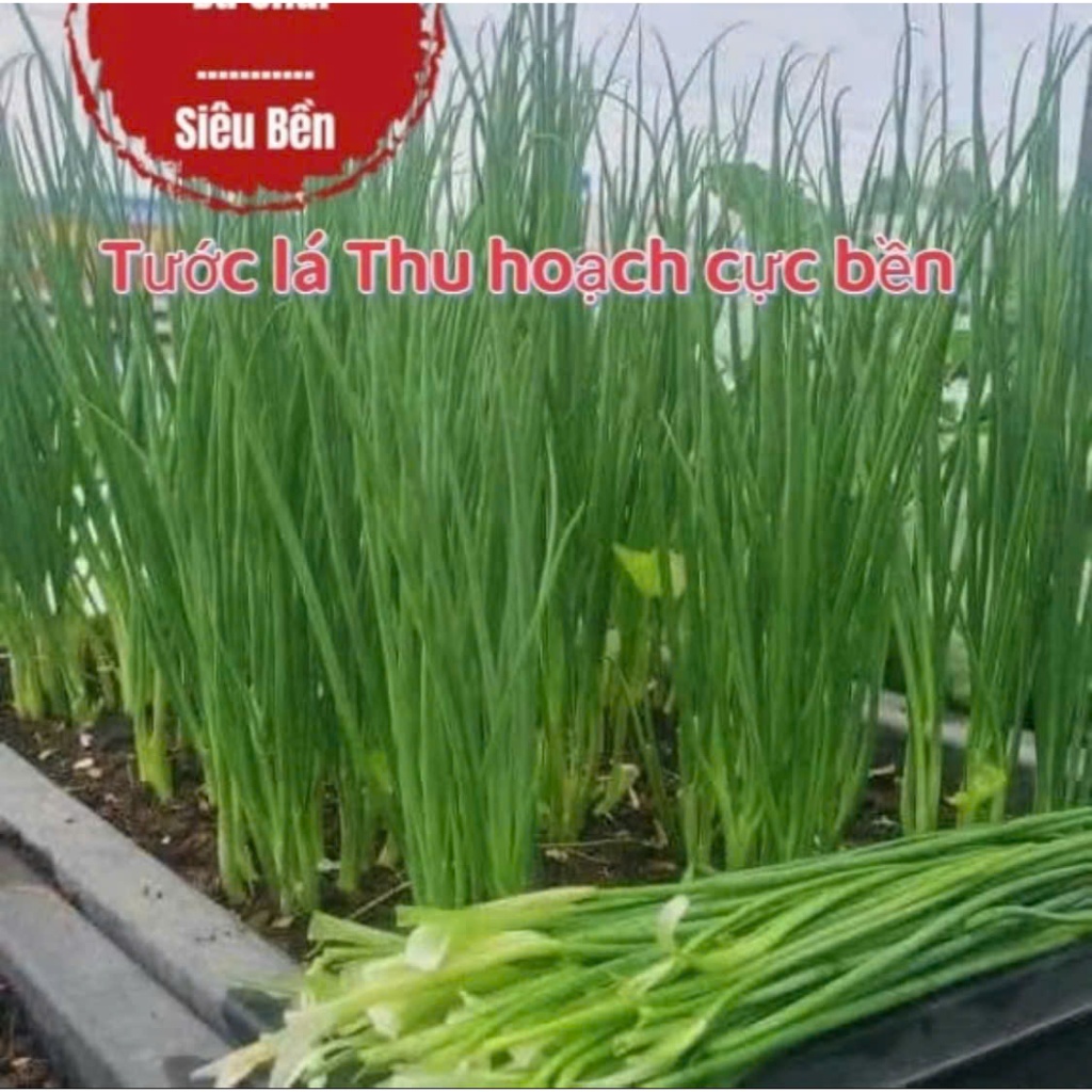 Hạt Giống Hành Ba Chài – Hạt Giống Công Ty, Nảy Mầm Cao