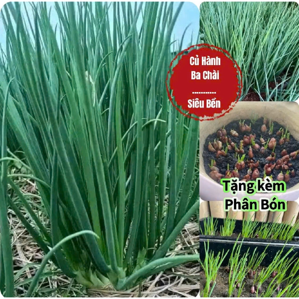 Hạt Giống Hành Ba Chài – Hạt Giống Công Ty, Nảy Mầm Cao