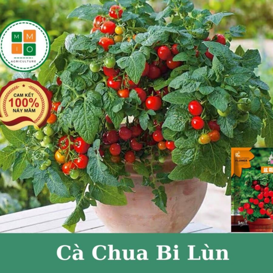 Cà Chua Bi Lùn Chịu Nhiệt – Hạt Giống F1, Quả Ngọt, Ăn Ngon, Dễ Chăm Sóc