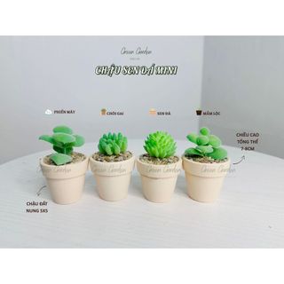 Chậu Sen Đá Mini Trang Trí Bàn Làm Việc – Chậu Đất Nung Trắng Phủ Sỏi – Green Garden Decor