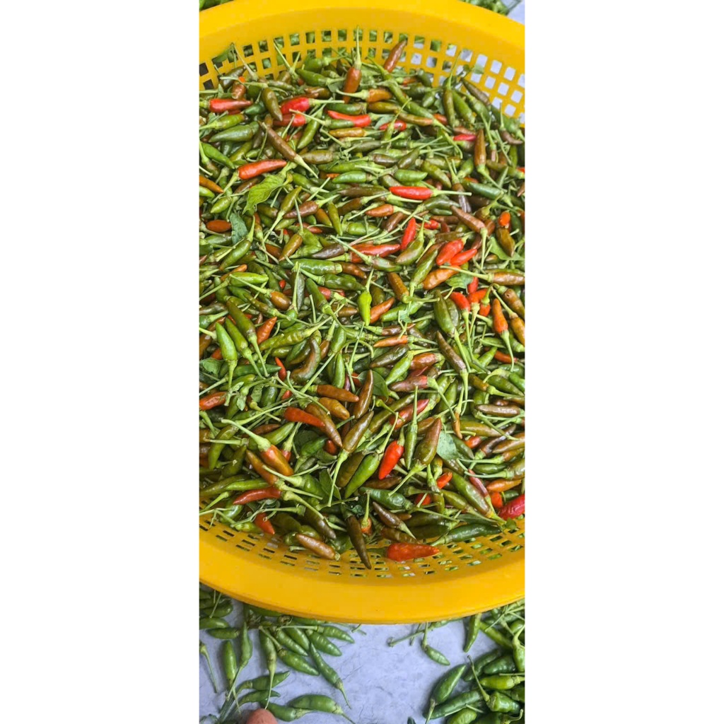 Giống Ớt _ Xiêm Rừng – Trái Nhỏ, Cay Nồng, Thu Hoạch Quanh Năm