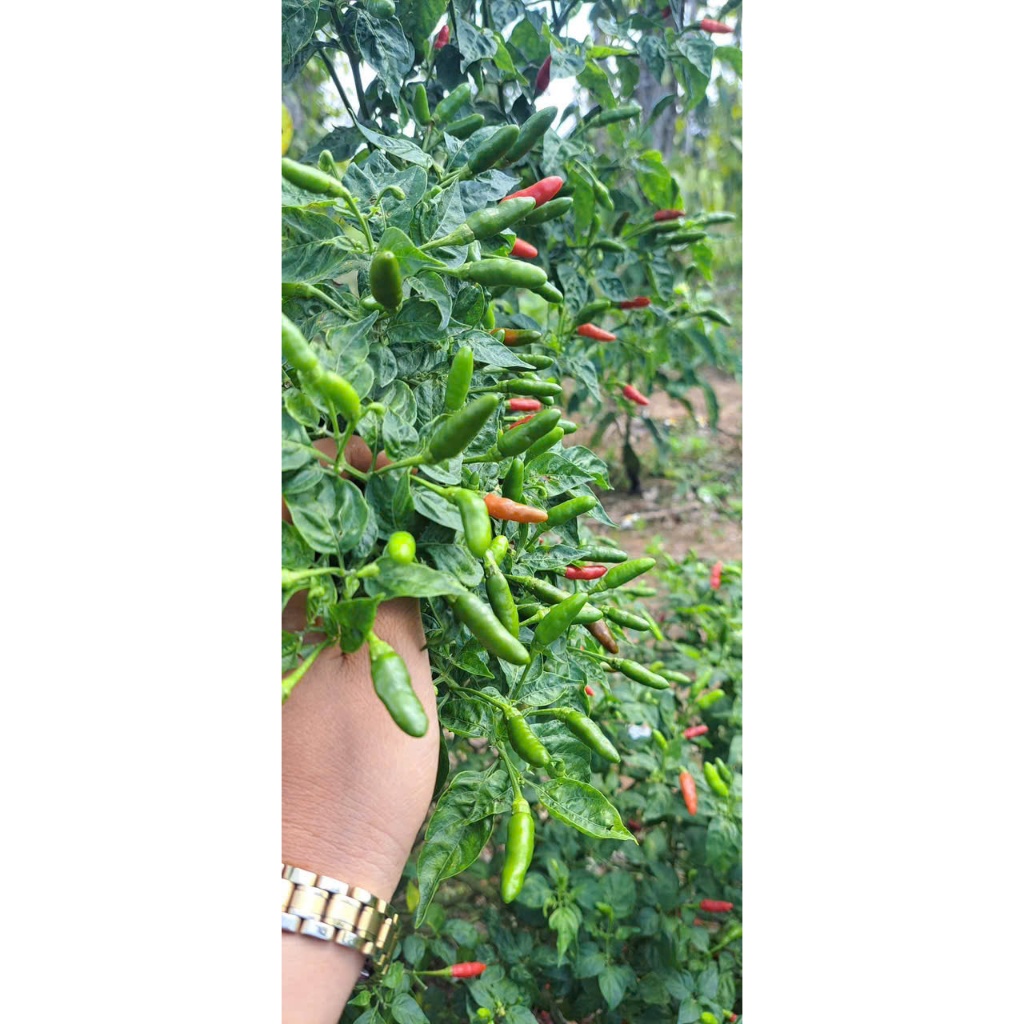 Giống Ớt _ Xiêm Rừng – Trái Nhỏ, Cay Nồng, Thu Hoạch Quanh Năm