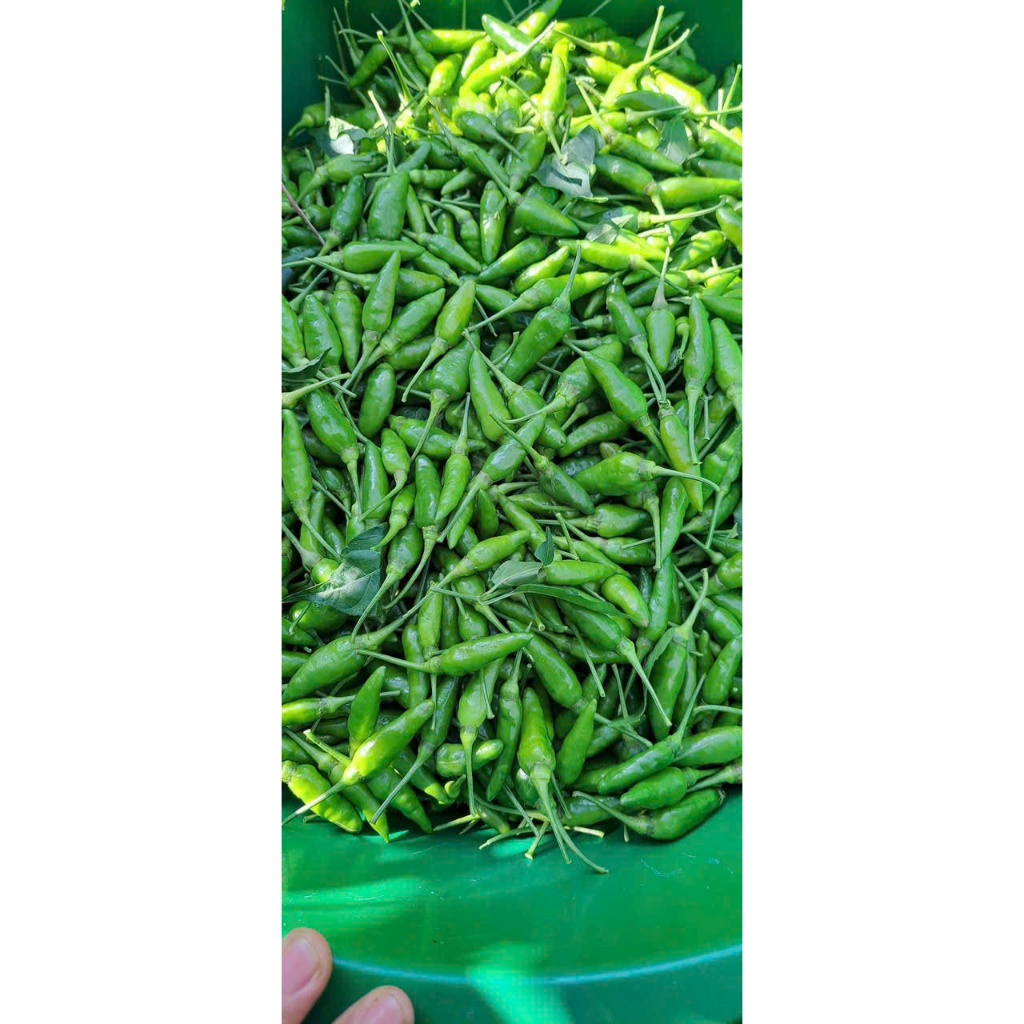 Giống Ớt _ Xiêm Rừng – Trái Nhỏ, Cay Nồng, Thu Hoạch Quanh Năm