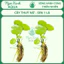 Cây thủy sinh Thuỷ Nữ – Sen 1 Lá mini – Lá tròn dễ trồng – Ngọc Xanh Aqua