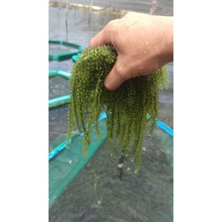 10 gói ( 1kg ) Rong nho tách nước AGS Việt Nam - Tặng 1 chai sốt mè rang - Loại 1