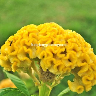50 Hạt - Hạt Giông Hoa Mào Gà Búa Lùn Mix Phương Nam