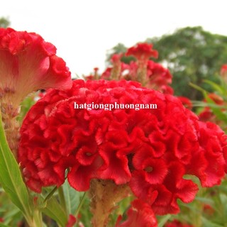 50 Hạt - Hạt Giông Hoa Mào Gà Búa Lùn Mix Phương Nam