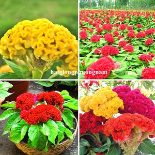 50 Hạt - Hạt Giông Hoa Mào Gà Búa Lùn Mix Phương Nam