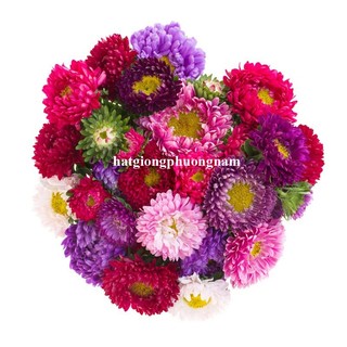 0,5 Gram - Hạt Giống Hoa Cúc Đài Loan Lùn Mix Phương Nam