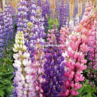 2 Gram - Hạt Giống Hoa Đậu Lupin Mix Phương Nam