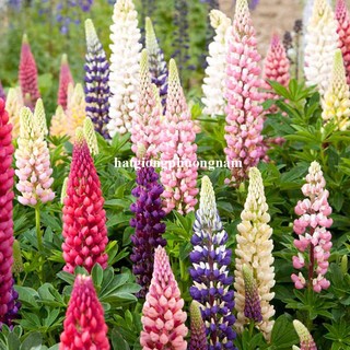 2 Gram - Hạt Giống Hoa Đậu Lupin Mix Phương Nam