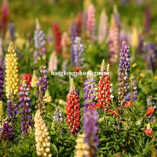2 Gram - Hạt Giống Hoa Đậu Lupin Mix Phương Nam