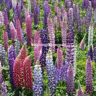 2 Gram - Hạt Giống Hoa Đậu Lupin Mix Phương Nam