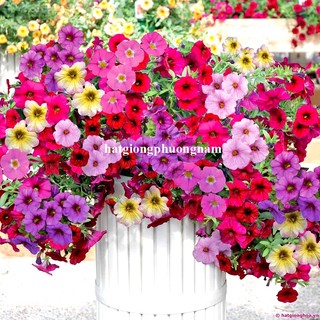 200 Hạt - Hạt Giống Hoa Dạ Yến Thảo Đơn Rũ Mix Phương Nam
