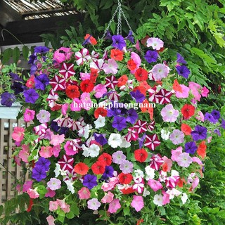 200 Hạt - Hạt Giống Hoa Dạ Yến Thảo Đơn Rũ Mix Phương Nam