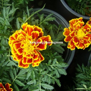 Hạt Giống Hoa Vạn Thọ Ban Mai Pháp Phương Nam