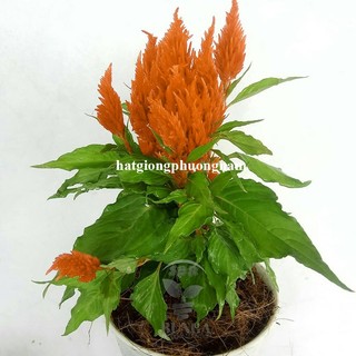 10 Hạt - Hạt Giống Hoa Mào Gà Lửa Cam Lùn F1 Phương Nam
