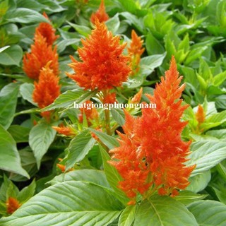 10 Hạt - Hạt Giống Hoa Mào Gà Lửa Cam Lùn F1 Phương Nam