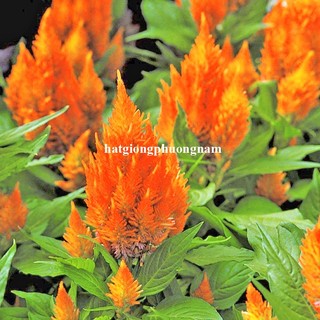10 Hạt - Hạt Giống Hoa Mào Gà Lửa Cam Lùn F1 Phương Nam