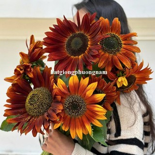 30 Hạt - Hạt Giống Hoa Hướng Dương Đỏ Phương Nam
