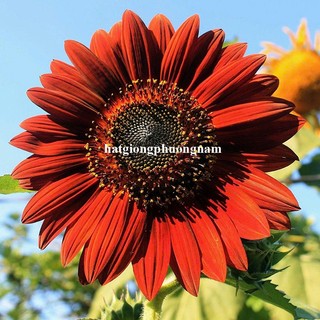30 Hạt - Hạt Giống Hoa Hướng Dương Đỏ Phương Nam