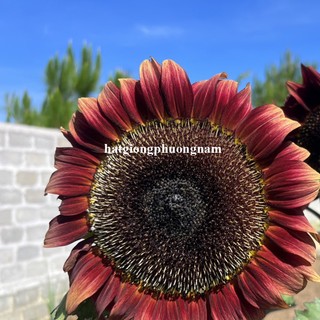 30 Hạt - Hạt Giống Hoa Hướng Dương Đỏ Phương Nam