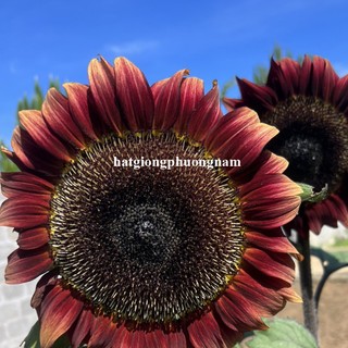 30 Hạt - Hạt Giống Hoa Hướng Dương Đỏ Phương Nam