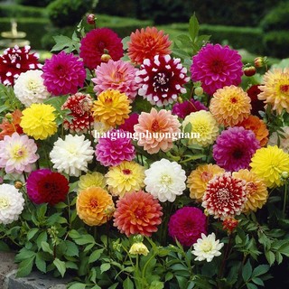 Hạt Giống Hoa Thược Dược Lùn F1 Chuẩn Kép Mix Phương Nam
