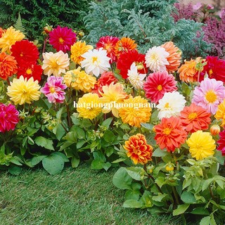 Hạt Giống Hoa Thược Dược Lùn F1 Chuẩn Kép Mix Phương Nam