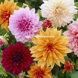 Hạt Giống Hoa Thược Dược Lùn F1 Chuẩn Kép Mix Phương Nam
