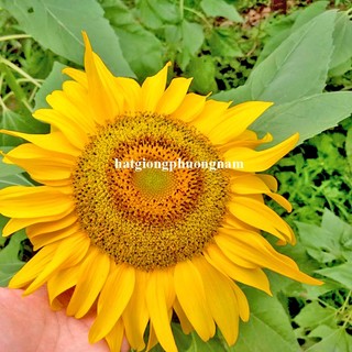 30 Hạt - Hạt Giống Hoa Hướng Dương Bông To Nhụy Vàng Phương Nam