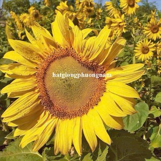 30 Hạt - Hạt Giống Hoa Hướng Dương Bông To Nhụy Vàng Phương Nam