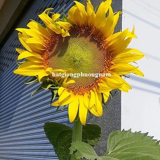 30 Hạt - Hạt Giống Hoa Hướng Dương Bông To Nhụy Vàng Phương Nam