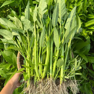 [COMBO 8 GÓI] Hạt Giống: Rau muống, Mồng Tơi, Dền, Cải Ngọt, Mướp Hương, Xà Lách, Hành Lá, Rau Mùi