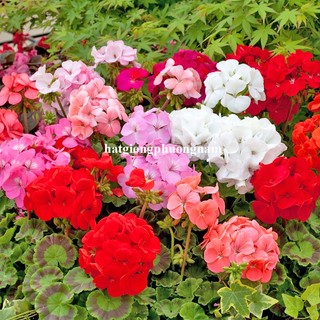 10 Hạt  - Hạt Giống Hoa Phong Lữ Thảo Mix Phương Nam