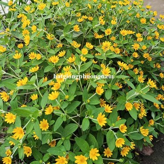 20 Hạt - Hạt Giống Hoa Cúc Mặt Trời Phương Nam