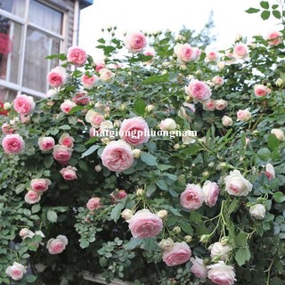 2 Gram - Hạt Giống Hoa Hồng Leo Pháp Mix(Tỉ Lệ Nảy Mầm Thấp) Phương Nam