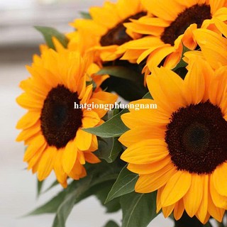 20 Hạt - Hạt Giống Hoa Hướng Dương Cắt Cành ( Nhụy Đen) - F1- Op Phương Nam